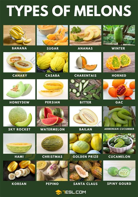 melonstu|24 Types of Melons